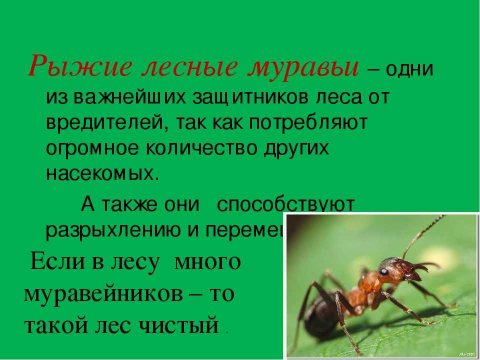 Сколько муравей в мире. Презентация про муравьёв. Описание муравьев. Интересный доклад про муравьев. Интересные факты о насекомых.