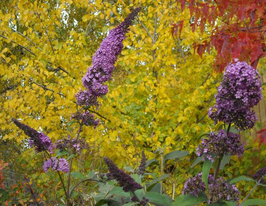 Сирень осенью. Буддлея. Buddleia клен. Буддлея с желтыми листьями.