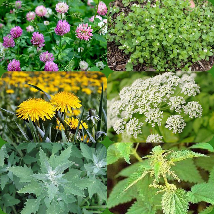 Полезные растения в саду и огороде фото и название
