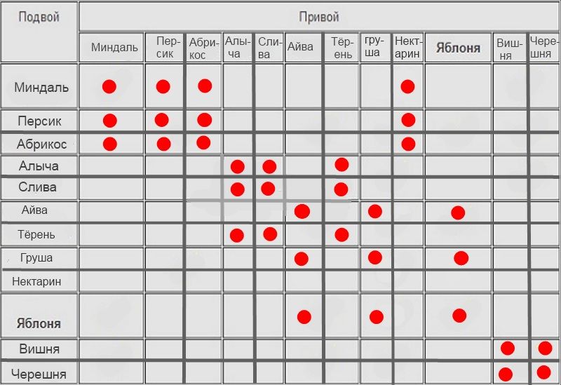 Соседство плодовых. Совместимость прививок плодовых деревьев таблица. Таблица совместимости прививки плодовых деревьев. Совместимость подвоя и привоя плодовых деревьев таблица. Совместимость плодовых деревьев для прививки.