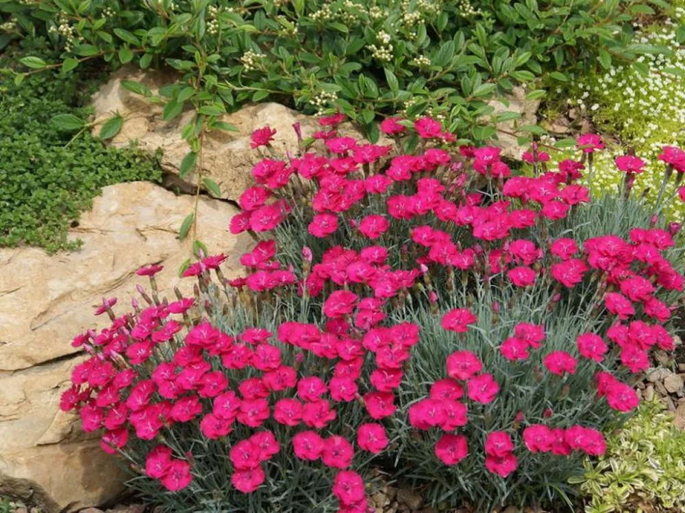 Dianthus gratianopolitanus 'Rubin'. Гвоздика серовато-голубая Badenia. Гвоздика гратианополитанская Rubin. Гвоздика Альпийская Рубин.