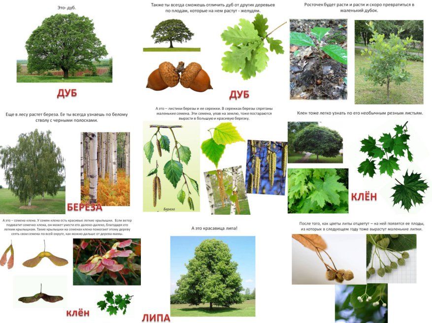 Определитель деревьев. Карточки описание деревьев и кустарников. Листья и плоды лиственных деревьев презентация. Загадки про лиственные деревья для детей. Загадки о плодах деревьев.