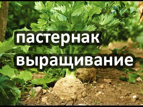 Пастернак рассада