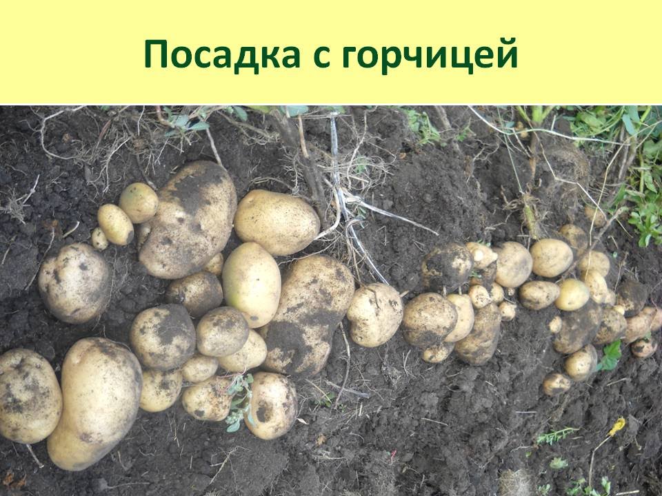 Посадка картошки правильно. Посадка картофеля. Посадка картошки. Способы выращивания картофеля. Способы посадки картошки.