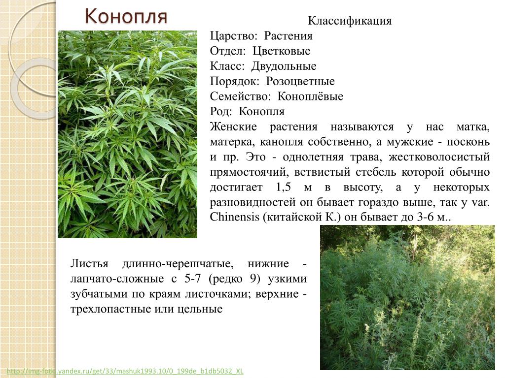 Виды Конопли Картинки