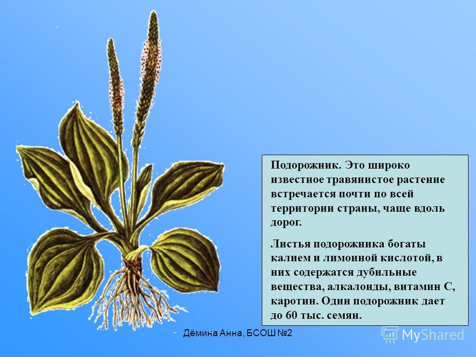 Какой тип питания характерен для подорожника большого изображенного на рисунке