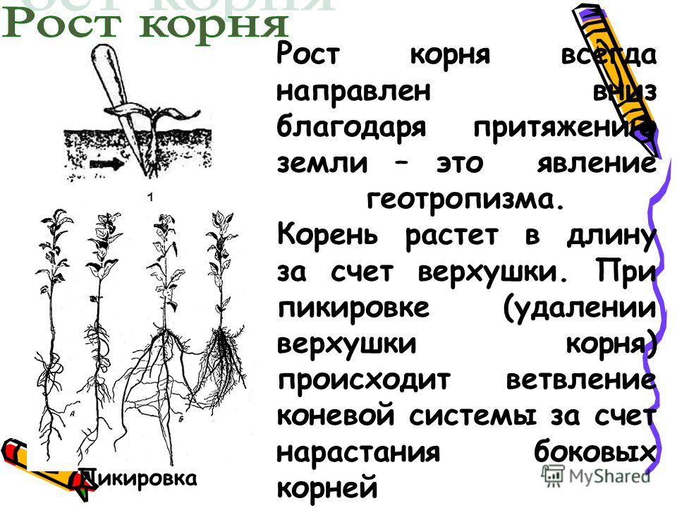 Происшедшее корень