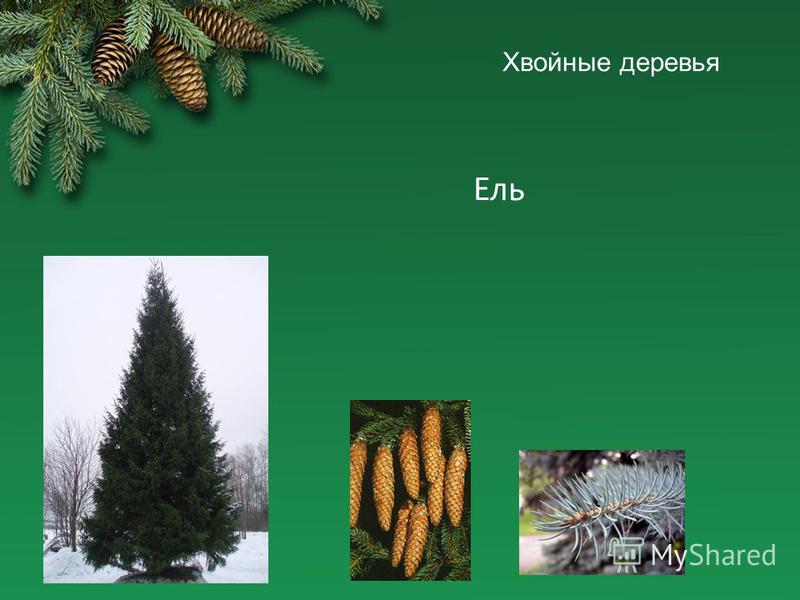 Разновидности Еловых Деревьев Фото И Название