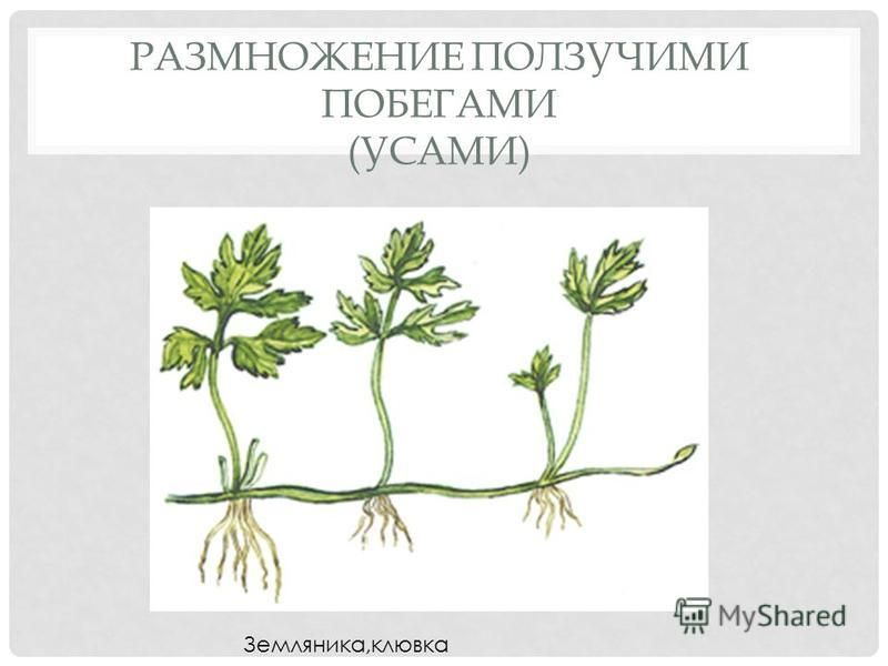 Земляника лесная туфелька форма размножения. Размножение ползучими побегами. Вегетативное размножение ползучими побегами. Вегетативное размножение ползучими побегами усами. Способ размножения ползучими побегами.