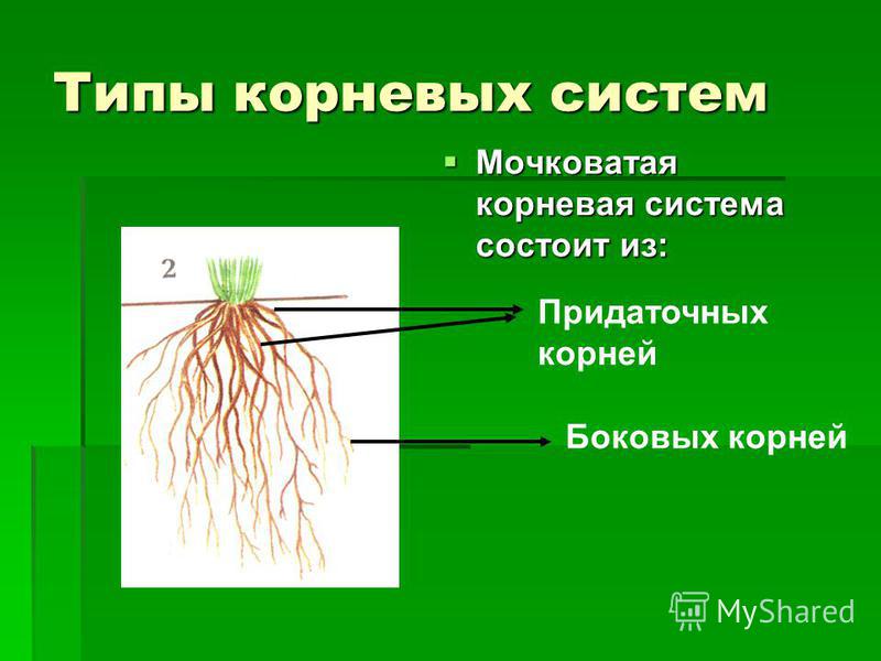 Строение стержневой. Мочковатая система корня. Мочковатая корневая система система состоит из. Стержневая корневая система и мочковатая корневая. Мочковатая корневая система мочковатая корневая система.