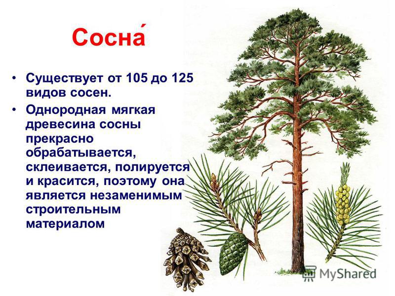 Какие сосны растут