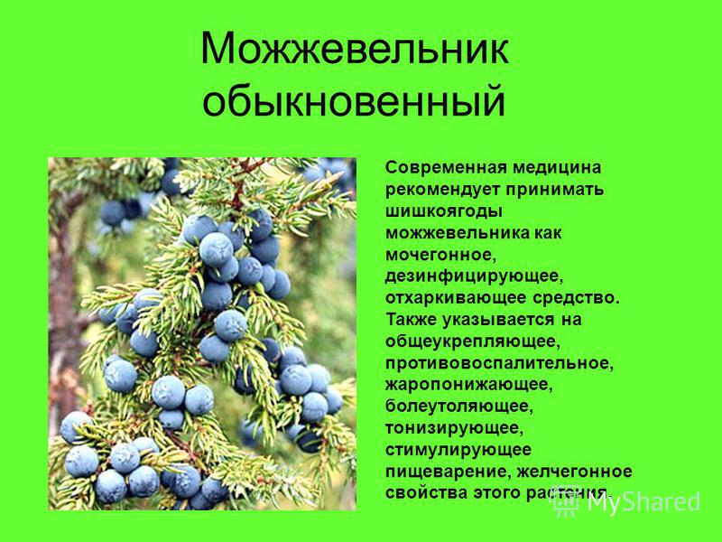 Можжевельник полезные свойства. Можжевельник обыкновенный красная книга. Можжевельник обыкновенный описание. Лекарственные растения Псковской области. Можжевельник обыкновенный описание растения.