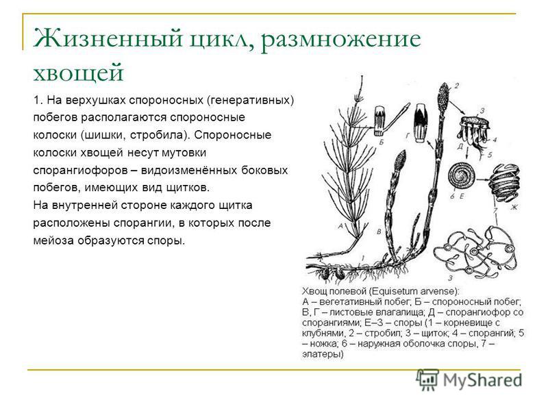 Спороносный колосок набор. Цикл размножения хвощей. Жизненный цикл хвоща схема. Хвощи строение и размножение. Хвощ полевой размножение.