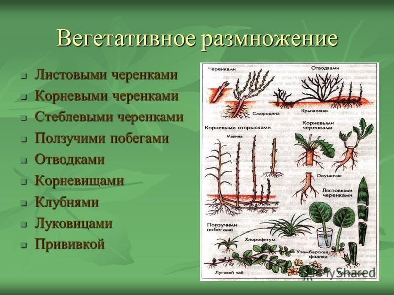 Вегетативный вид. Размножение листовыми отводками. Характеристика вегетативного размножения отводками. Размножение надземными побегами стеблевыми черенками. Вегетативное размножение ползучими побегами.