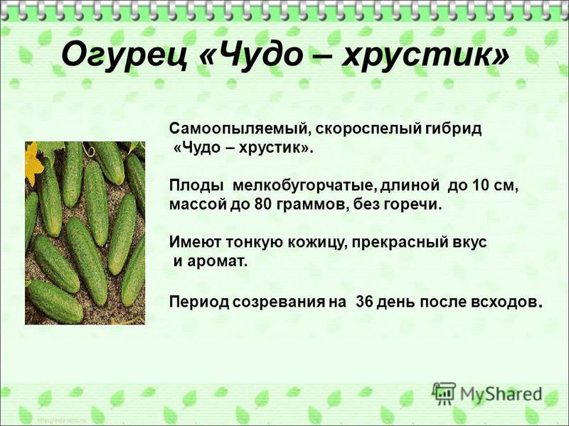 Огурцы сколько