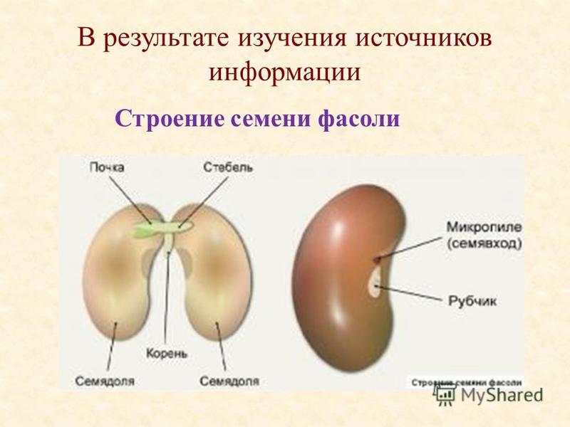 Зародыш семени фасоли состоит. Строение семени груши. Структура семени фасоли.