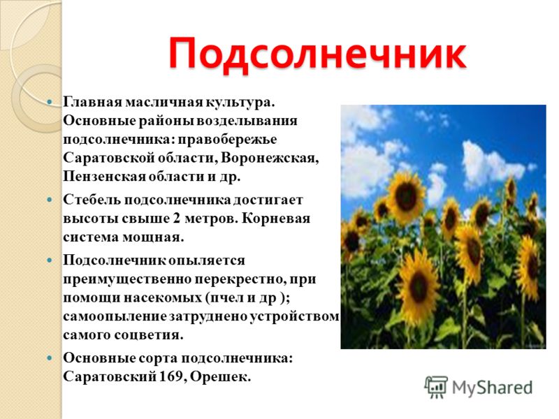 Сочинение подсолнух