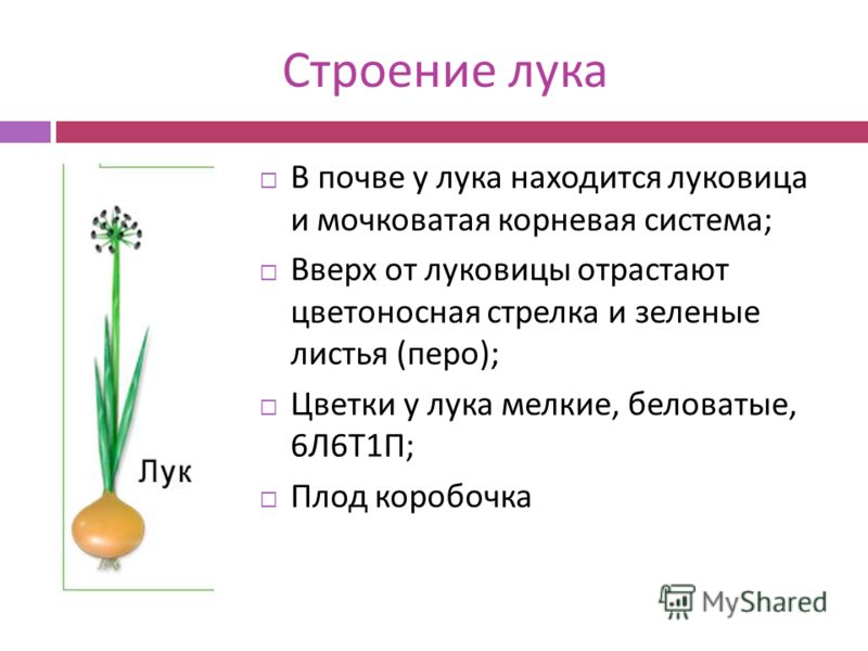 Лук 5 класс биология. Строение луковых растений формула. Семейство луковые строение цветка формула. Строение луковицы репчатого лука. Строение цветка лука репчатого.