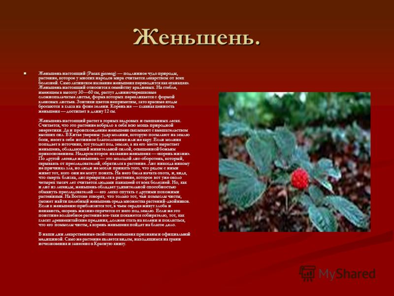 Человек корень растение в красной книге. Женьшень красная книга России. Жень Шень в красной книге России. Женьшень занесен в красную книгу. Растения красной книги женьшень.