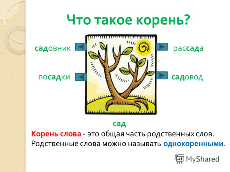 Корень 2 класс презентация. Схема родственных слов 2 класс. Корень однокоренные слова. Однокоренные родственные слова. Родственные слова сад.