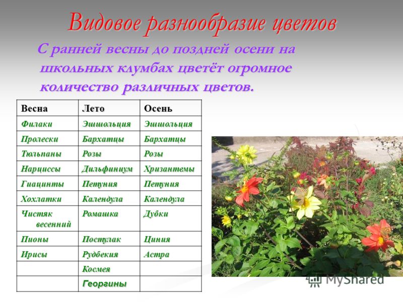 Названия цветов 2 класс. Названия осенних цветов и растений. Название осенних цветов на клумбе. Осенние цветы список. Список названий осенних цветов.