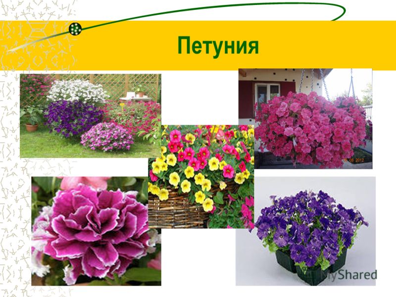 Каталог садовых цветов с фото и названиями по алфавиту