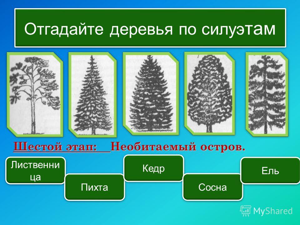 Хвойные биология 7 класс. Силуэты деревьев с названиями. Определяем хвойные деревья. Определи дерево по силуэту. Деревья по силуэтам с названиями.