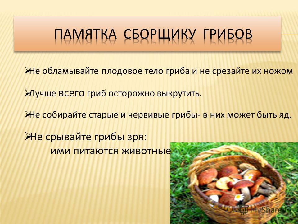 Что делают грибы. Памятка грибов. Памятка по сбору грибов. Памятка по правилам сбора грибов. Памятка сборщику грибов.