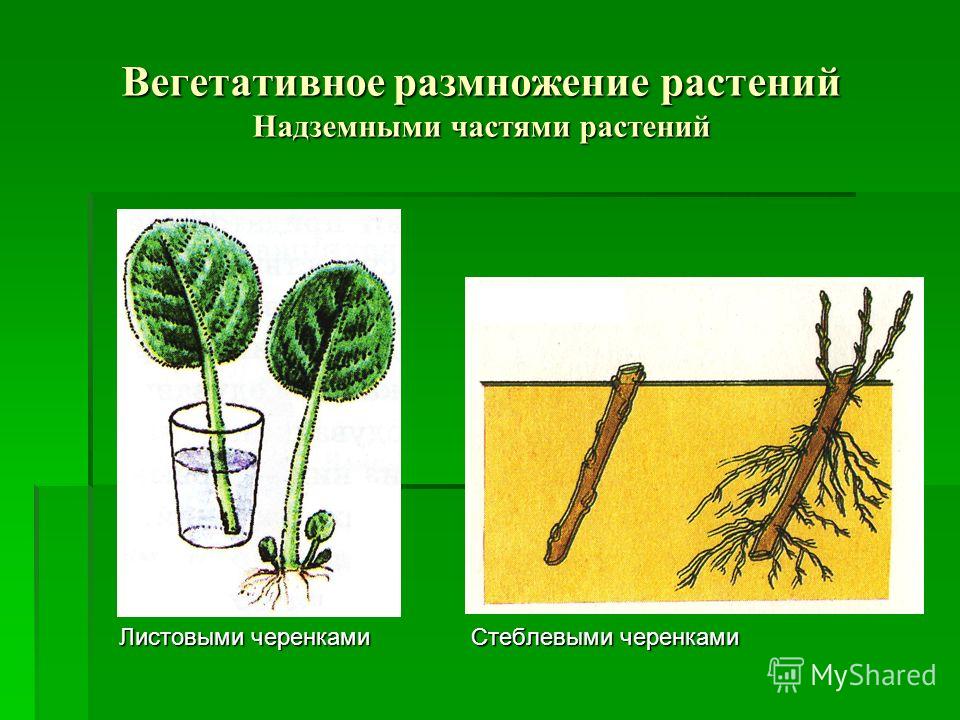 Вегетативное размножение это. Вегетативное размножение листовыми черенками. Черенкование вегетативных растений. Стеблевой черенок вегетативное размножение. Стеблевой черенок подземный побег.