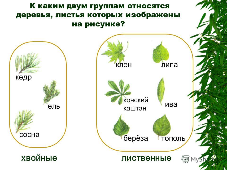 Какие растения относятся к группе хвойные