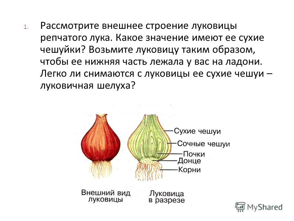 Чем отличаются луковицы