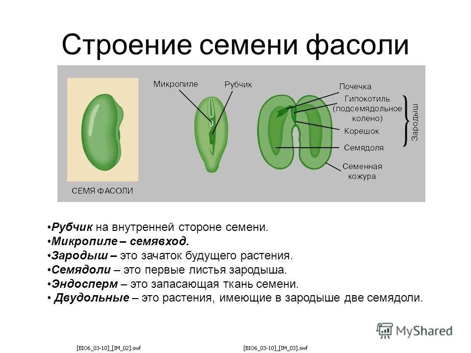 Обозначьте зародыш семени на рисунке. Строение фасоли микропиле. Строение семени микропиле. Строение семени рубчик семявход. Строение семян 6 класс биология семядоля.