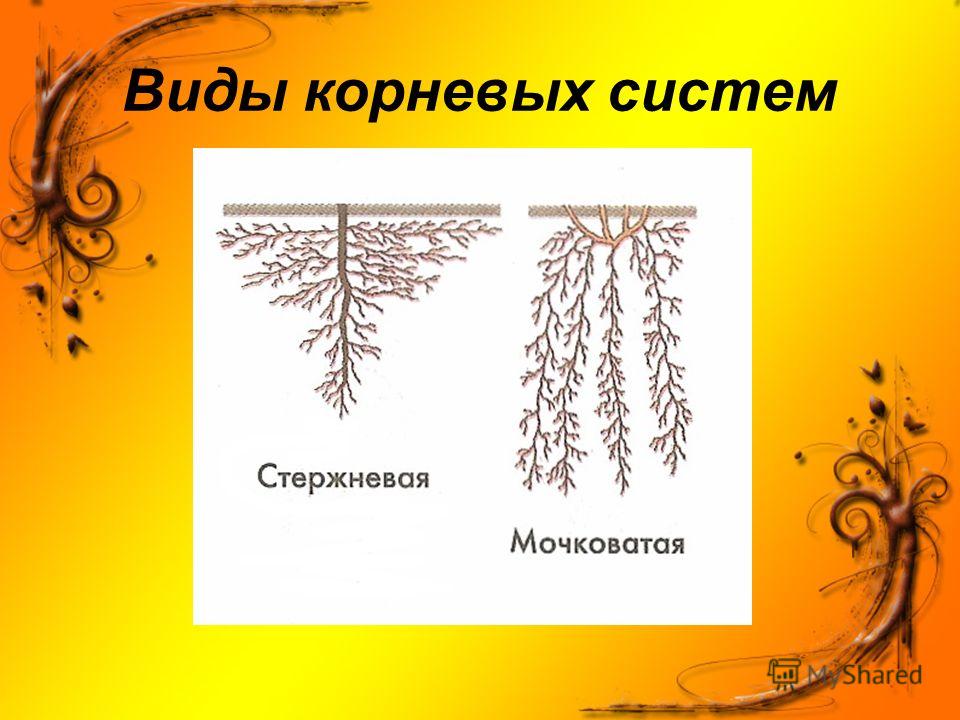 Типы корневых систем. Тип корневой системы дву. Тип корневой системы мимозы. Тип корневой системы у лилейных.