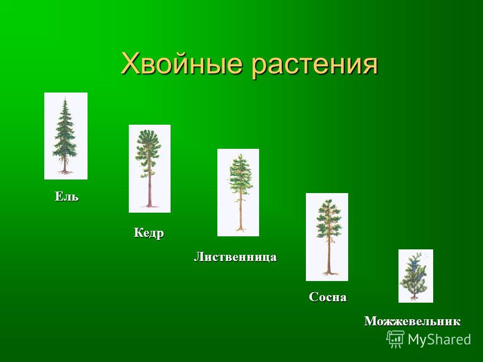 Хвойные сосна ель лиственница можжевельник. Ель сосна лиственница. Хвойные растения ель можжевельник лиственница сосна. Можжевельник лиственница сосна. Лиственница можжевельник лиственница сосна.