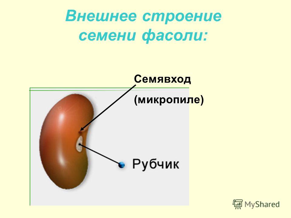 Зарисуйте внешний. Строение семени микропиле. Микропиле семени фасоли. Строение семени микропиле рубчик. Строение семени рубчик семявход.