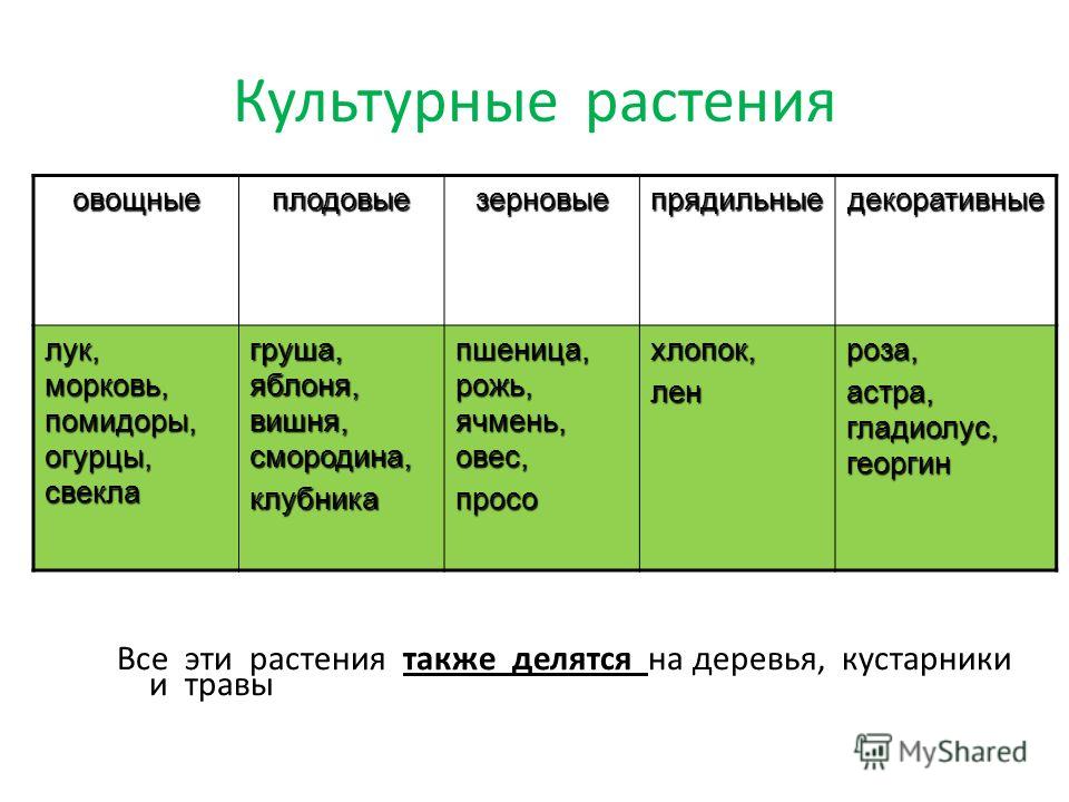 Заполните таблицу травянистые растения