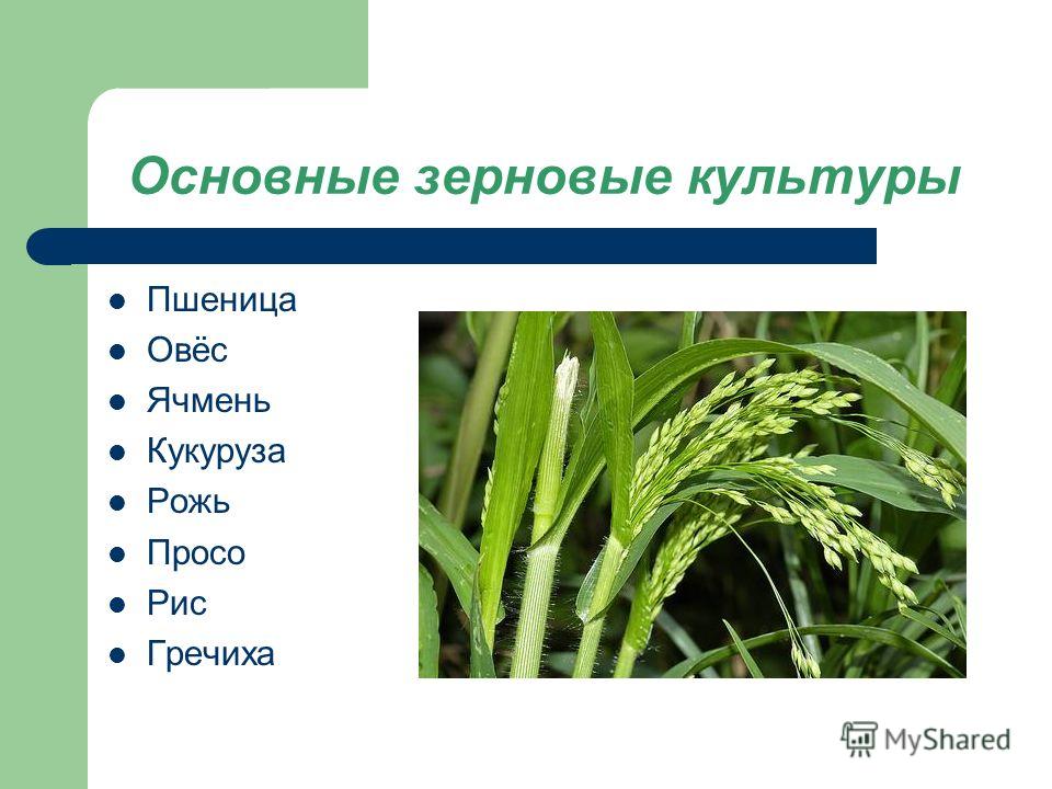Основные зерновые растения - найдено 86 картинок