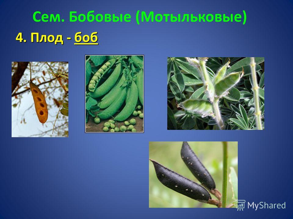У какого растения образуется плод боб. Семейства Мотыльковые плод Боб. Сем. Мотыльковые (бобовые) плод. Мотыльковые плод стручок.