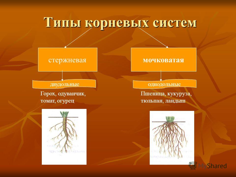 Какое влияние оказывают условия среды на корневую. Типы корневых систем стержневая и мочковатая. Виды корней и типы корневых систем стержневая и мочковатая. Виды корневых систем стержневая мочковатая. Мочковатый Тип корневой системы.