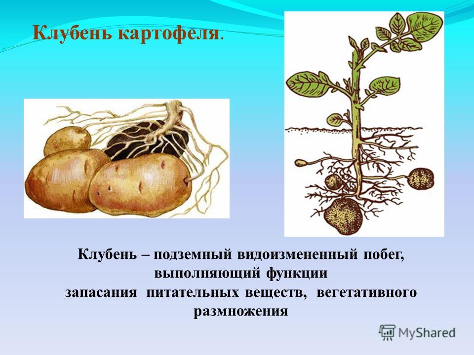 Почему клубень считают