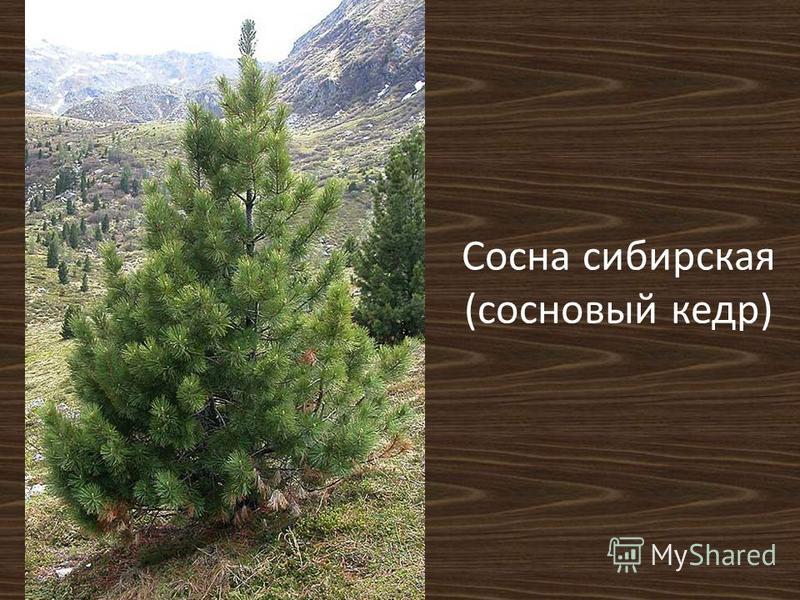 Отличие сосны от кедра фото