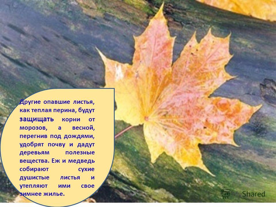 Когда опадают листья с деревьев. По листьям опавшим деревья не плачут. Стихи на один листочек. История одного листочка. Жизнь как листочек.