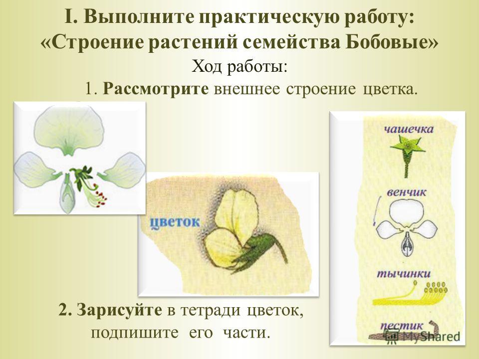 Семейство пасленовые бобовые и сложноцветные лабораторная. Строение растения семейства бобовых. Строение цветка бобовых растений. Строение цветка растений семейства бобовые. Семейство бобовые строение цветка.