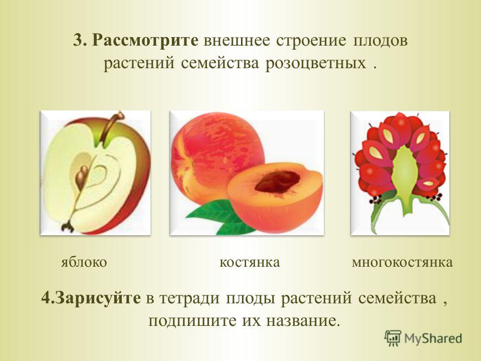 Какую функцию выполняет плод яблони. Строение плода яблока. Внешнее строение плода растения. Семейство Розоцветные плод. Яблоко особенности строения плода.
