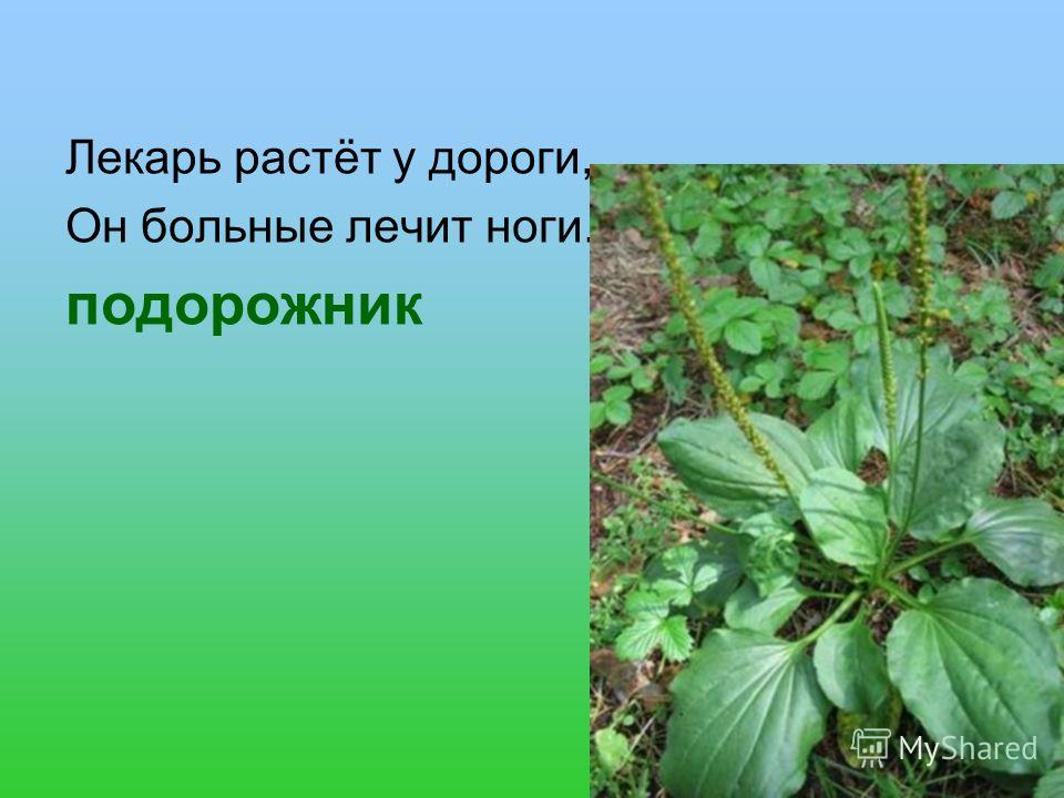 Подорожник приставка. Подорожник лекарь. Подорожник лекарь у дороги. Подорожник растет у дорог. Лечили ноги подорожником.