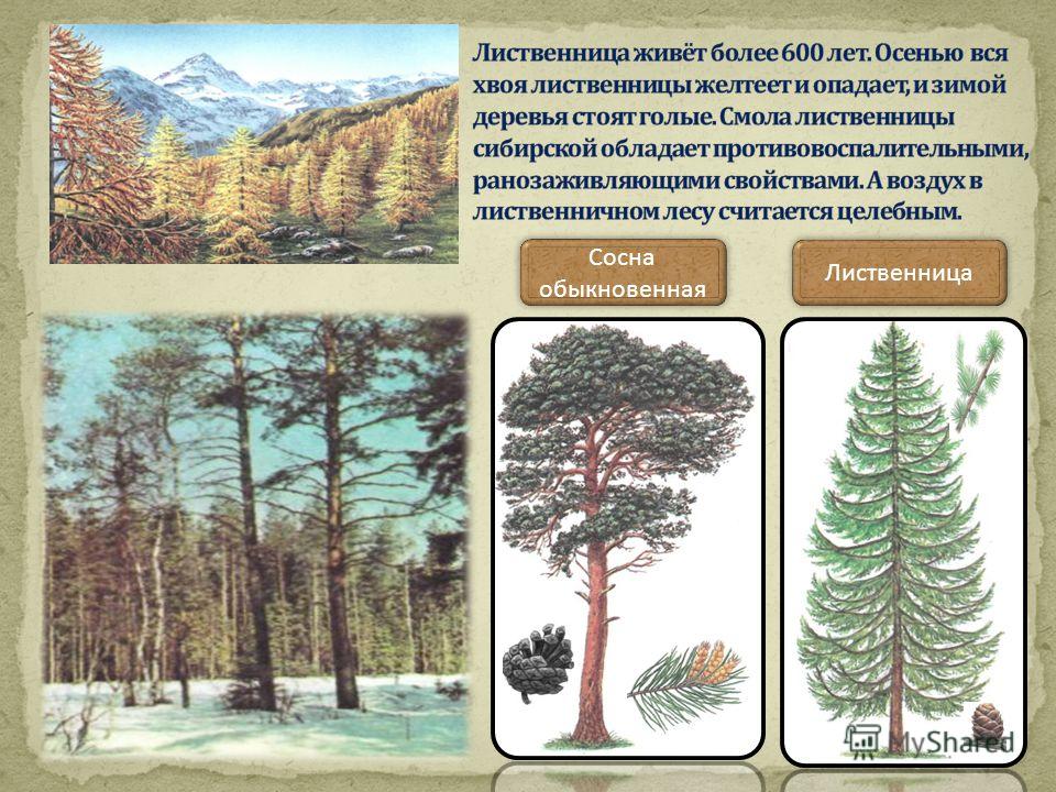 В какой зоне растут ель сосна лиственница