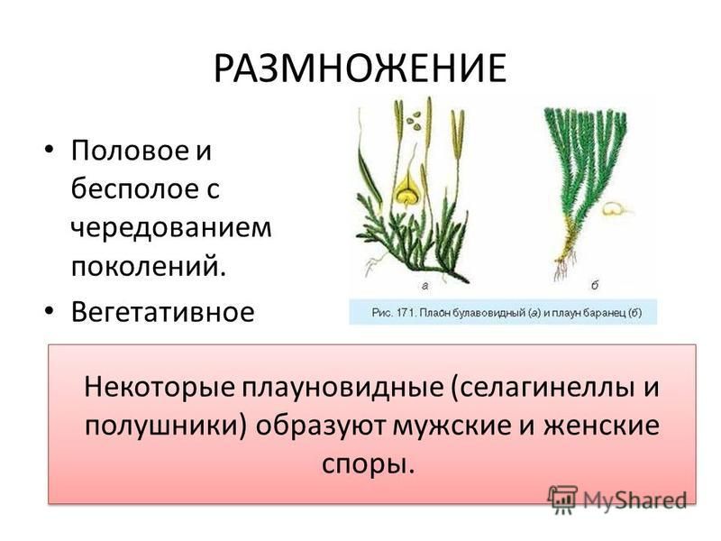 Наташа соловьева - hdmulty.ru