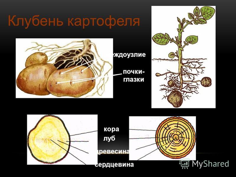 Картошка это корнеплод. Клубень картофеля глазки почки. Почки клубня картофеля. Почки Глазков клубня картофеля. Почки в глазках картофеля под лупой.