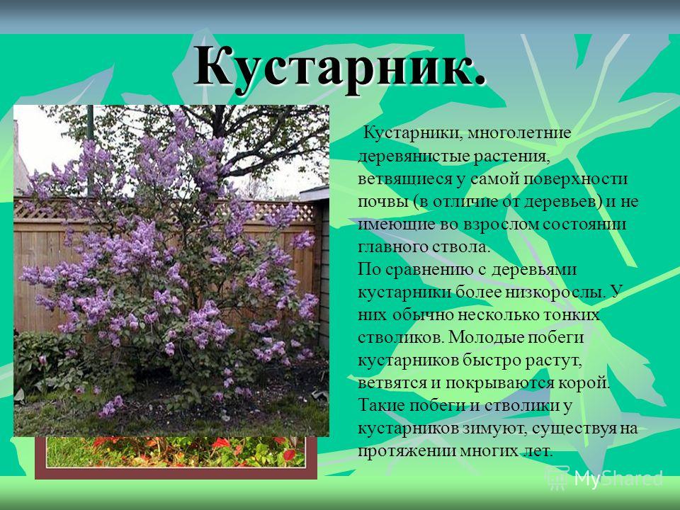 Кустарник предложение. Кустарники презентация. Кустарники 2 класс. Кустарники для проекта. Кустарники окружающий мир.