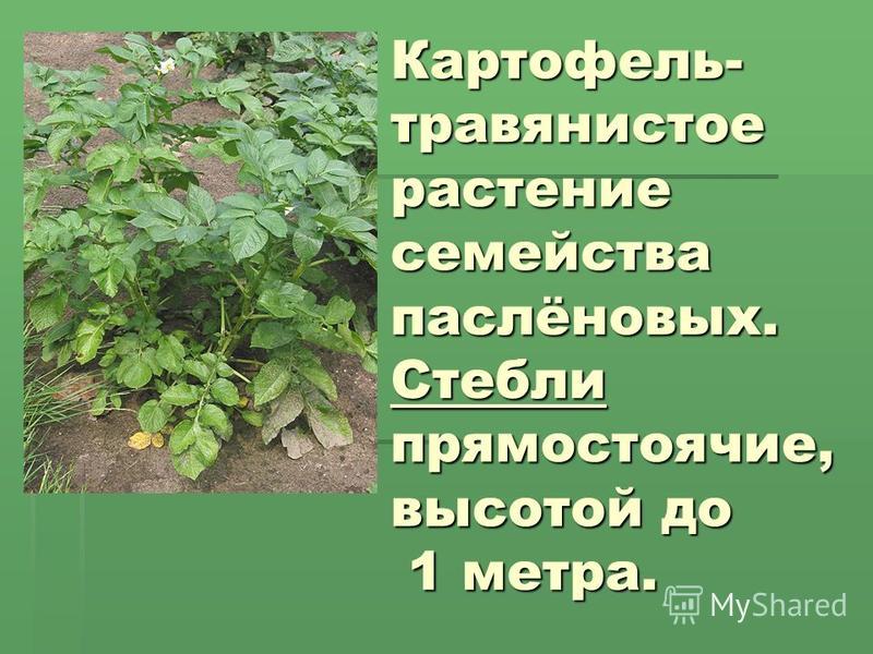 Класс картофеля. Картофель семейство пасленовых. Картофель травянистое растение. Картофель растение семейства пасленовых. Растения картофеля для презентации.